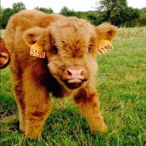 Meet your Posher, Bridgette